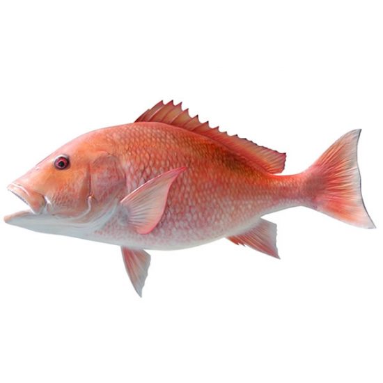 Red-and-white-snappers.jpg