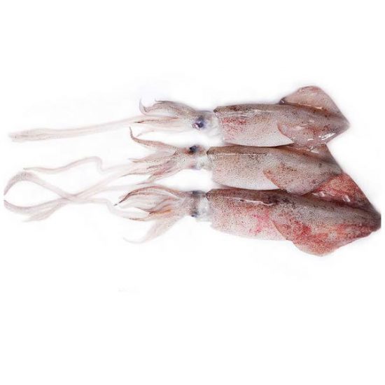squid-whole-rond.jpg