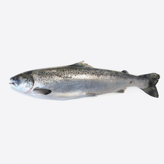 salmon_whole