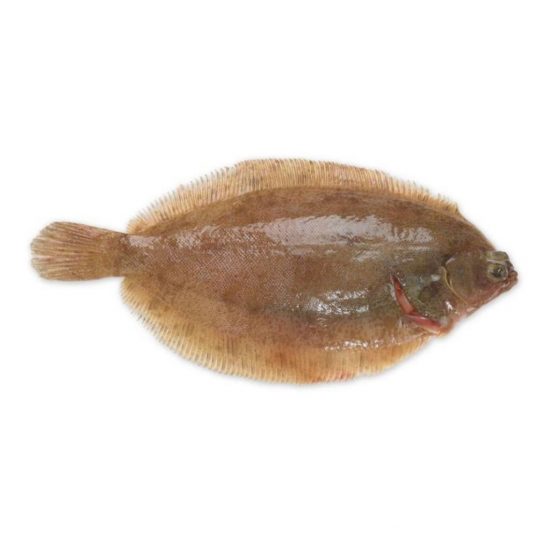 solefish
